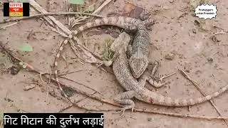 गिट गिटान की दुर्लभ लड़ाई | gitgitan durlbh ladayi | animal's Fight | Pratapgarh news durgaganj | p-1