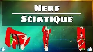 Anatomie du membre inférieur | Nerf sciatique