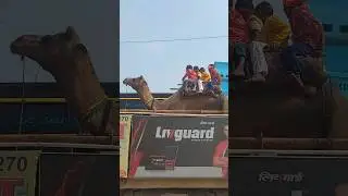 Elephant 🐘 and Camel 🐫 short status video | Hathi Raja #shorts #youtubeshorts #video #subscribe #fyp