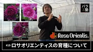 #19 ロサオリエンティスの育種について