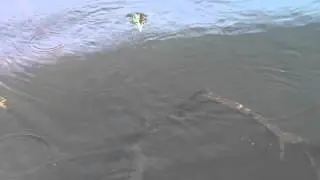 Nicholas Milligan Sight Fishing at Loskop Dam, South Africa