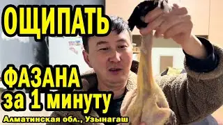 КАК Я ОЩИПЫВАЮ ФАЗАНА - САМЫЙ ЛУЧШИЙ ВАРИАНТ #казахстан #hunting #охота