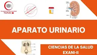APARATO URINARIO (ESTRUCTURA Y FUNCIONES BÁSICAS) | CIENCIAS DE LA SALUD | NUEVO EXANI-II 2024