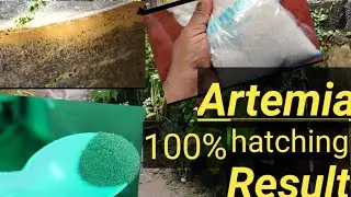 Artemia hatching 100% result