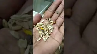 #cargo #machine #export #farming #exportimport #agriculture #food #wheat #agro #seed #seeds #sortex