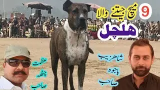 9 match winner bully dog halchal | shah zaib bajwa ka shoq shikar | champion bullyhalchal
