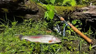 Catching And Cooking Trout On A Secluded Mountain River!