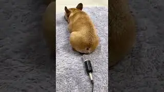 guguk lucu #shorts #Jessijes#viral