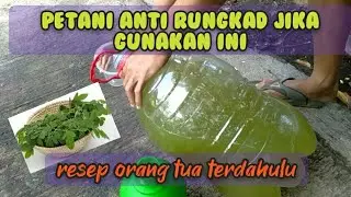 Memahami fungsi daun kelor: kontribusi ajaibnya dalam meningkatkan kesehatan dan pertumbuhan tanaman