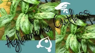 Aglaonema Cutlass  My Care