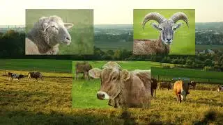 If Ancient Bones Spoke: How Animal Domestication Unfolded