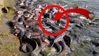 Fish Feeding Gadisar Lake Jaisalmer|Smart Fish Feeding|Fish Feeding Pond|Open Fish Feeding