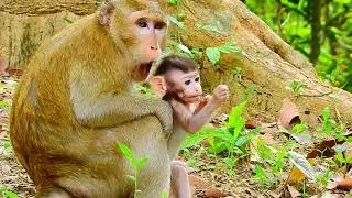 WOW...SO CUTE MONKEY...!