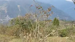 Simana// Darjeeling// Indo-Nepal Border// Beauty of North Bengal