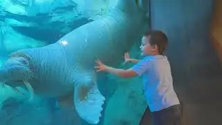 Expedition Odyssey SEAWORLD ORLANDO / B-roll Footage / On-Ride Clips