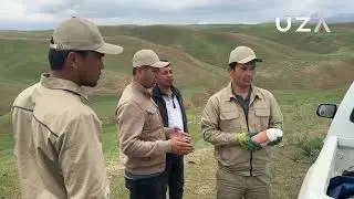 Qashqadaryodagi yaylovlarda yana chigirtka paydo boʻldimi?