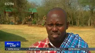 Kenya conducts census of endangered Grevy's zebra