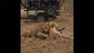 Giraffe/Avoca Male & Red Road Male Quarreling Over a Buffalo Calf Carcass