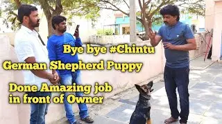 We miss you Chintu | The German Shepherd finally meets his family @Balu's K-9 Dog training #viral