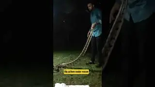 Huge Python rescue 😮😮! #snake #python #animals #mountains #rescue #shortvideo #shorts #viral #views