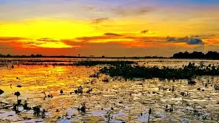 Tour to Arial Beel (Munshiganj) -July, 2023.