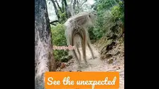 new animals discovered 2023 | dabba middle east animal |new species  | animals in  new Hampshire