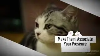 How to Gain Cat's trust!