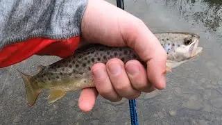 Trout fishing Western New York