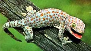 GECKO - The call of the gecko (KOKKE)