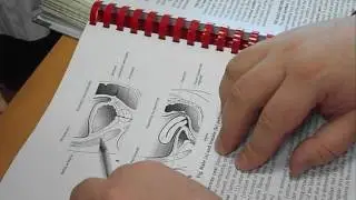 Urinary  bladder 1