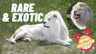 The Majestic White Lions | Rare & Exotic Animals In The Wild | Extremely Rare Endangered White Lions