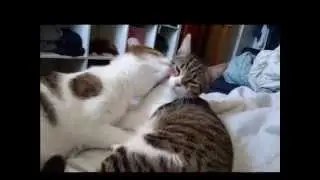 cat pals  - Compilation