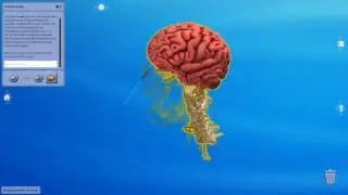 Human Anatomy - The Brain (Studio)