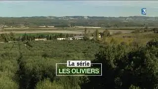 La récolte des olives dans la vallée des Baux