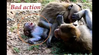 Hurt breaking heart for poor Lola | Two younger monkeys do bad action to little girl lola .