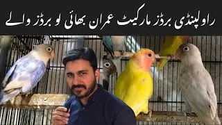 Albino red eyes, Lutino personata love birds leatest prices 2023@zakirhussainshah6234