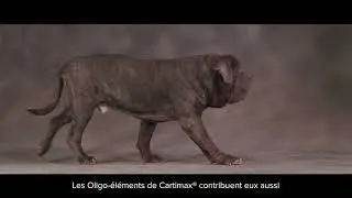 MP Labo - Cartimax