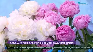 Как продлить жизнь срезанным цветам