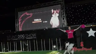 Canine Stars ⭐ Stunt Dog Show 2023