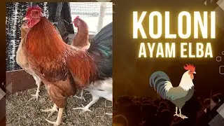 BETERNAK AYAM ELBA, SANGAT MENJANJIKAN!!!