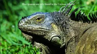 Grand Cayman with Andrew And Liz