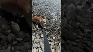 Корги и море    #corgi #море #корги #sea #веселыйканал #corgi #humor #funny #корги #коргипемброк