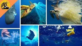 Why do marine animals eat #plastic?!