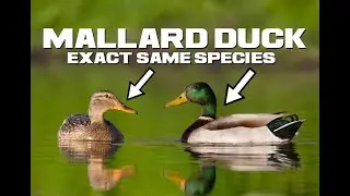 10 Mallard Duck Facts - Unidentical Twins - Animal a Day M Week
