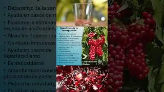 Beneficios de la Zarzaparrilla