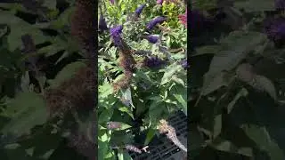 butterfly bush colors #gardenlandscaping