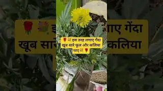 🪷💕 गेंदा के फूल में पाएं भर भर के फूल और कलियां🪷🌻#plantoto #garden #marigold #gardening #flower
