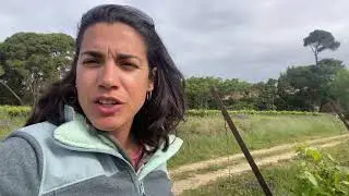 Comment les vignes redémarrent après la gelée
