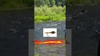Middle Fork of the Feather River in Plumas County, California trout flyfishing. #fishinging #trout