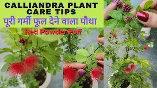 How To Grow & Care Calliandra ( Haematocephala ) Plant| Red Powder Puff| पूरी साल फूल देने वाला पौधा